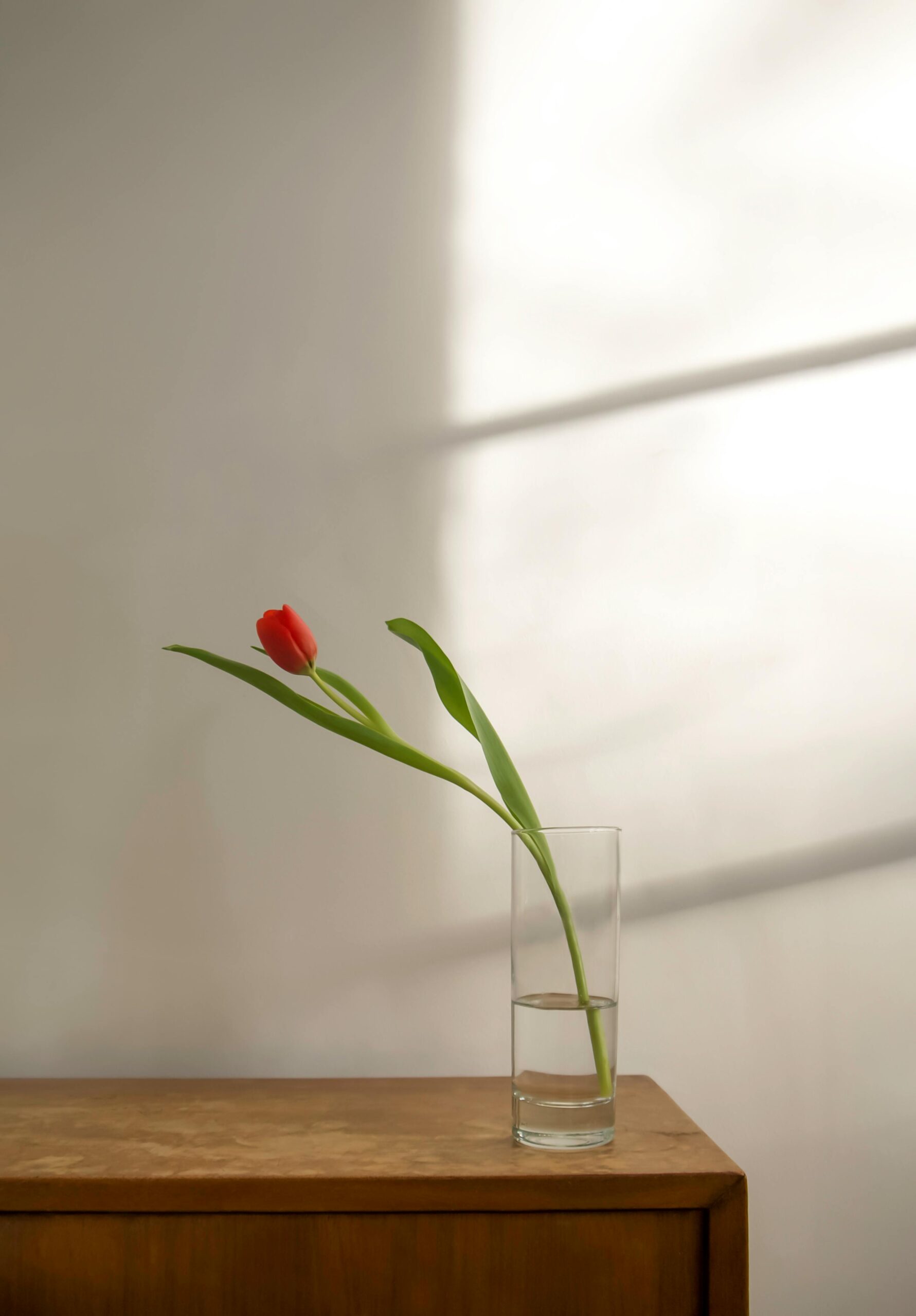 A single red flower in a glass vase representing growth and emotional healing for relationship anxiety therapy.
